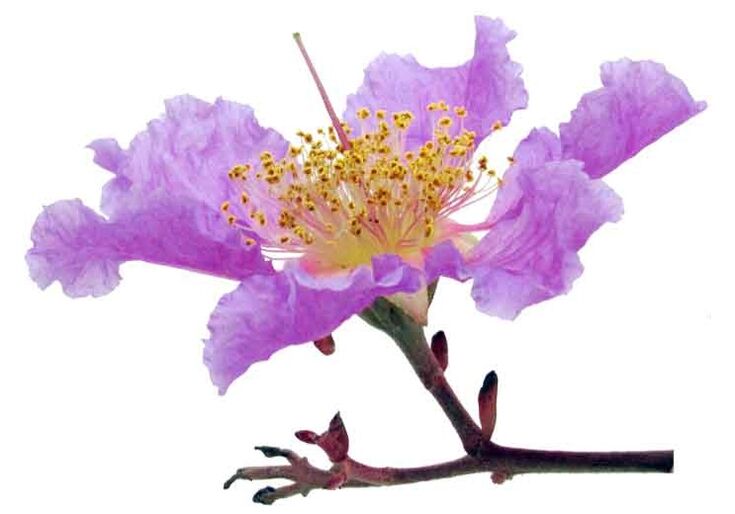 Banaba Lagerstroemia dans Gluconol